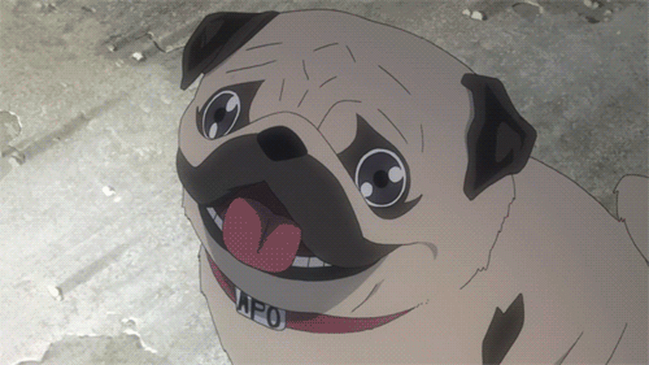 Pug